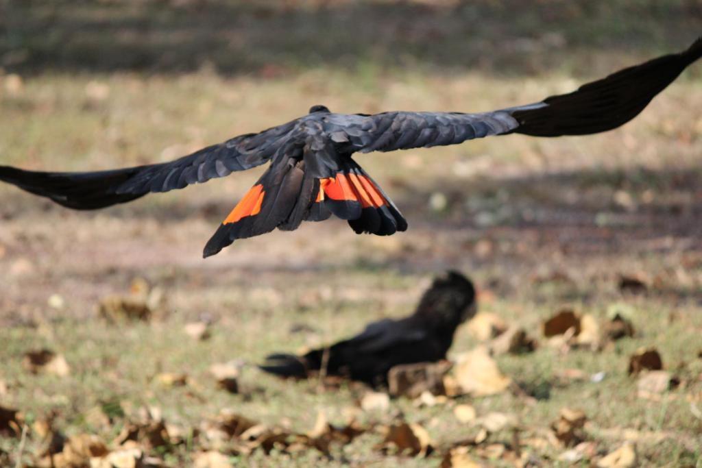 Aurora Kakadu Lodge Jabiru Luaran gambar